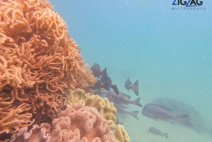 From Airlie Beach: Whitehaven and Chalkies Beaches Day Tour