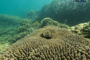 From Airlie Beach: Whitehaven and Chalkies Beaches Day Tour
