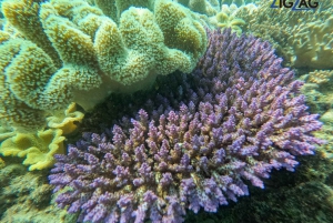 From Airlie Beach: Whitehaven and Chalkies Beaches Day Tour