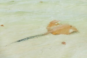 Airlie Beach: Całodniowa przygoda pod żaglami Camira w Whitsundays