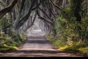 From Belfast: Giant's Causeway and Dark Hedges Day Tour