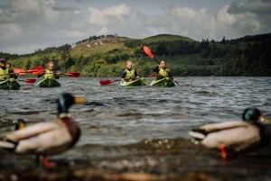 Från Belfast : Kajakupplevelse med sit-on-top-kajak