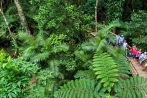 Forfait de 3 jours : récif, forêt tropicale et outback