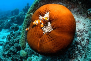 Forfait de 3 jours : récif, forêt tropicale et outback