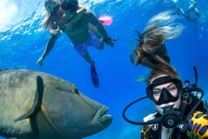 Forfait de 3 jours : récif, forêt tropicale et outback