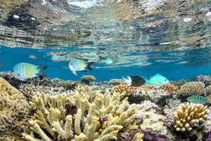 Forfait de 3 jours : récif, forêt tropicale et outback