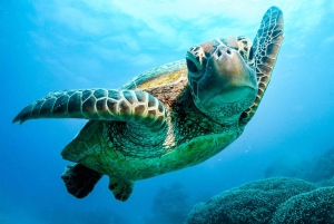 Forfait de 3 jours : récif, forêt tropicale et outback