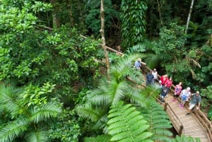 From Cairns: Daintree Rainforest & Cape Tribulation 4WD Tour