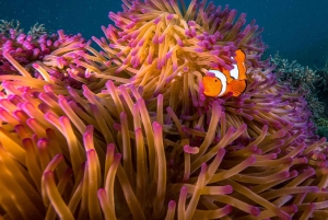 From Cairns: Fitzroy Island Day Trip by Ferry