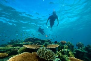 ケアンズ発：グレートバリアリーフ半日スノーケリングツアー