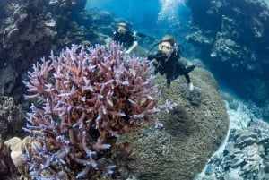 Cairns: 3 siti della Grande Barriera Corallina in 1 giorno con Silverswift