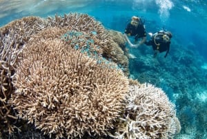 Cairns: 3 siti della Grande Barriera Corallina in 1 giorno con Silverswift