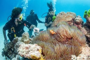 Cairns: 3 siti della Grande Barriera Corallina in 1 giorno con Silverswift