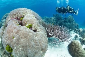 Cairns: 3 siti della Grande Barriera Corallina in 1 giorno con Silverswift