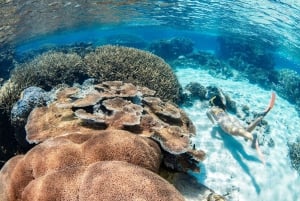 Cairns: 3 siti della Grande Barriera Corallina in 1 giorno con Silverswift