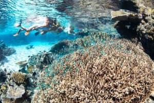 Cairns: 3 siti della Grande Barriera Corallina in 1 giorno con Silverswift