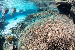 Cairns: 3 siti della Grande Barriera Corallina in 1 giorno con Silverswift