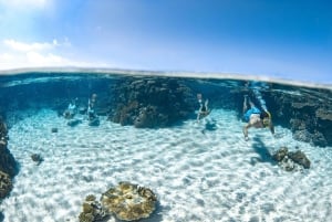 Cairns: 3 siti della Grande Barriera Corallina in 1 giorno con Silverswift