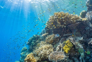 Fra Cairns: Moore Reef, Fitzroy Island Tour med helikopter