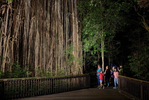 Au départ de Cairns : Visite de la forêt tropicale et de la faune nocturne