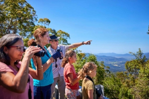Au départ de Cairns : Visite de la forêt tropicale et de la faune nocturne