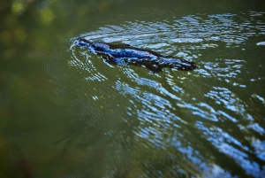 Au départ de Cairns : Visite de la forêt tropicale et de la faune nocturne