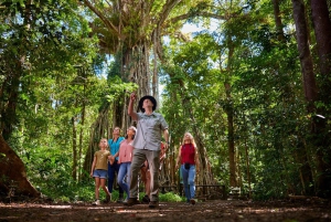 Au départ de Cairns : Visite de la forêt tropicale et de la faune nocturne