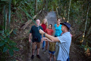 Au départ de Cairns : Visite de la forêt tropicale et de la faune nocturne