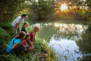Au départ de Cairns : Visite de la forêt tropicale et de la faune nocturne