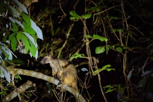 Au départ de Cairns : Visite de la forêt tropicale et de la faune nocturne