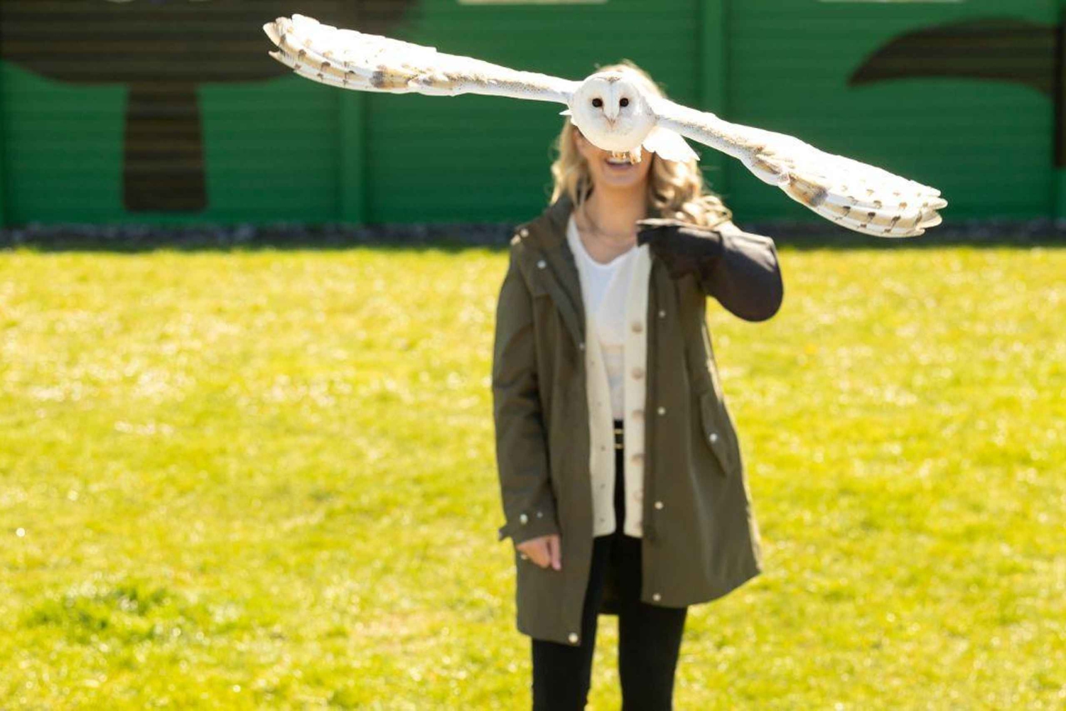 Desde Dublín: Acantilados de Moher, Ave de Presa y Cueva de Aillwee