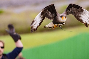 Partindo de Dublin: Penhascos de Moher, Ave de Rapina e Caverna de Aillwee