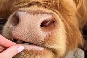 Fra Edinburgh: 2-dages ultimativ Highland-tur med hotel