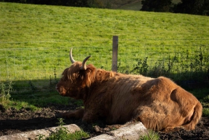 From Edinburgh: Loch Ness, Glencoe & Scottish Highlands Tour