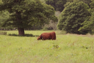 Z Edynburga: wycieczka po szkockich zamkach po hiszpańsku