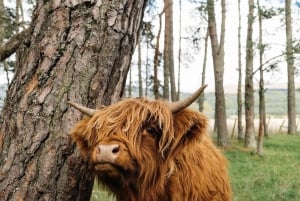 Vanuit Edinburgh: De Kelpies, Glencoe & Loch Lomond dagtour
