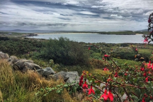 Fra Galway: Dagstur til Connemara og Kylemore Abbey