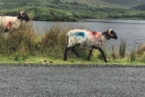 Fra Galway: Dagstur til Connemara og Kylemore Abbey