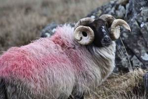 Von Galway aus: Connemara und Kylemore Abbey Tagestour