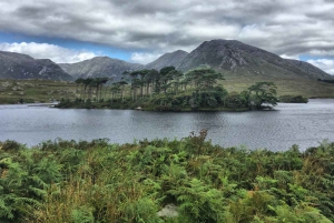Von Galway aus: Connemara und Kylemore Abbey Tagestour