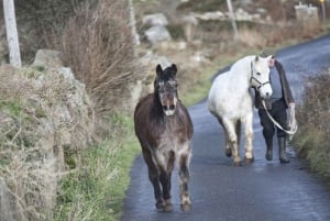 From Galway: Connemara and Kylemore Abbey Day Tour