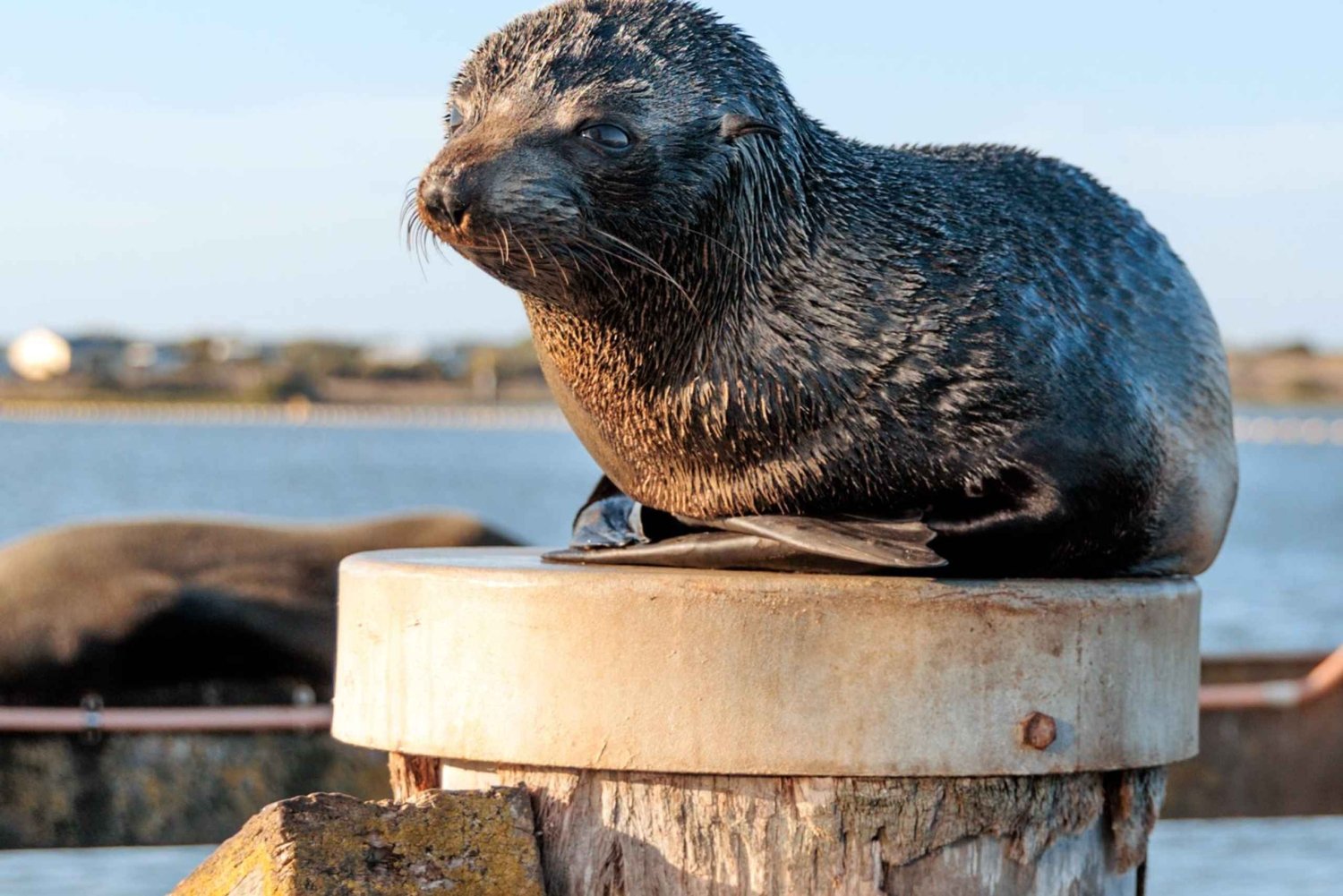 Da Goolwa: Crociera nella Foce del Murray