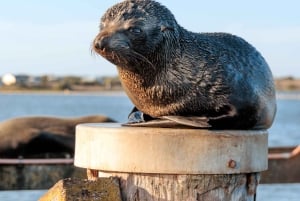 Da Goolwa: Crociera nella Foce del Murray