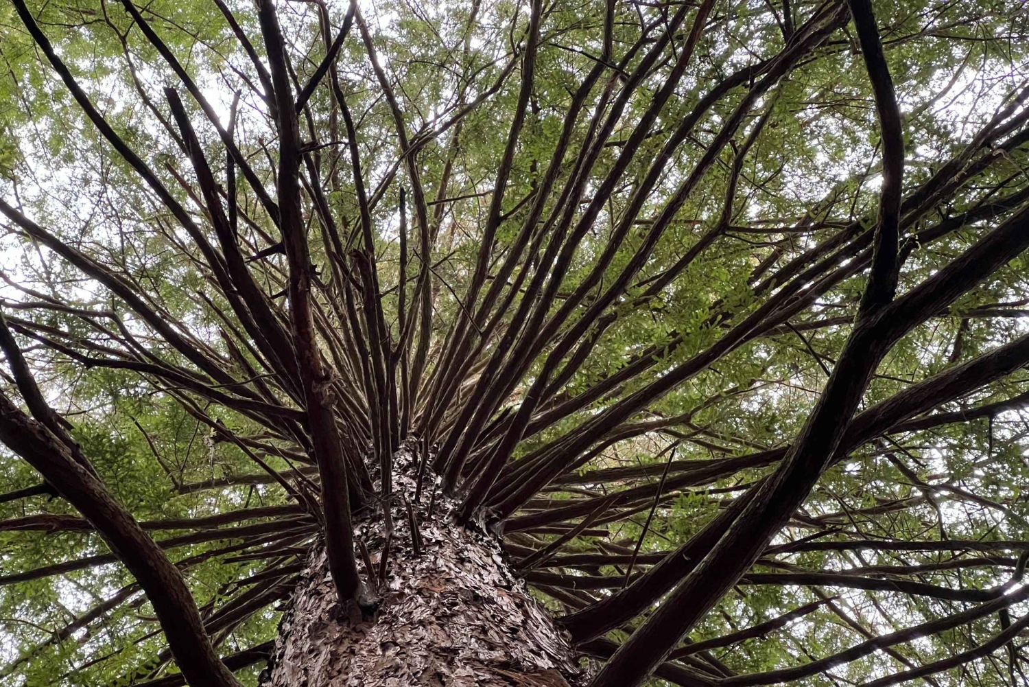 Однодневная экскурсия из Гамильтона: ВАЙ-О-ТАПУ, красное дерево и голубые источники