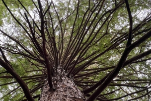 Однодневная экскурсия из Гамильтона: ВАЙ-О-ТАПУ, красное дерево и голубые источники