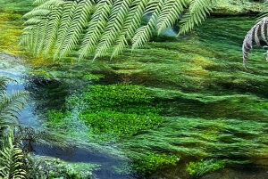 Однодневная экскурсия из Гамильтона: ВАЙ-О-ТАПУ, красное дерево и голубые источники