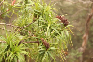 De Hobart: Excursão a pé pela manhã em Mt Wellington