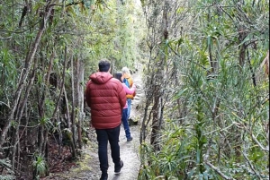 De Hobart: Excursão a pé pela manhã em Mt Wellington