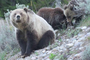 Vanuit Jackson: Yellowstone dagtour inclusief entreegeld