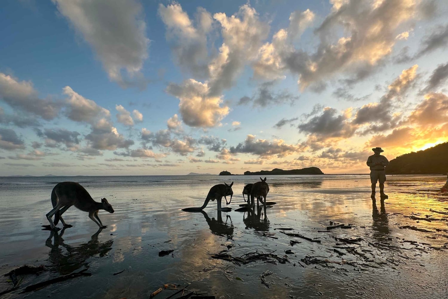 Fra Mackay: Wallabies på stranden soloppgangstur